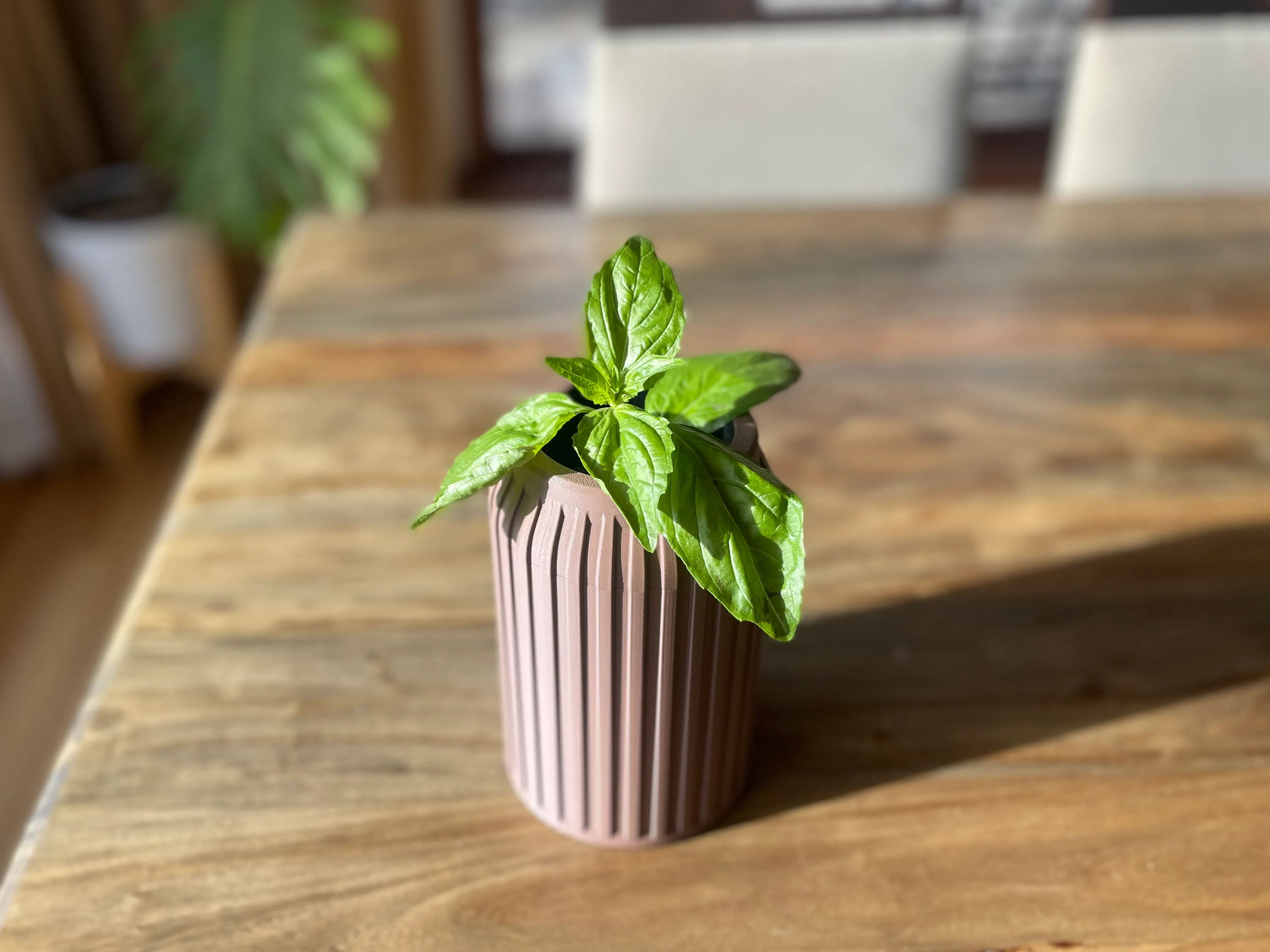 basil plant growing inside brown mason jar cover